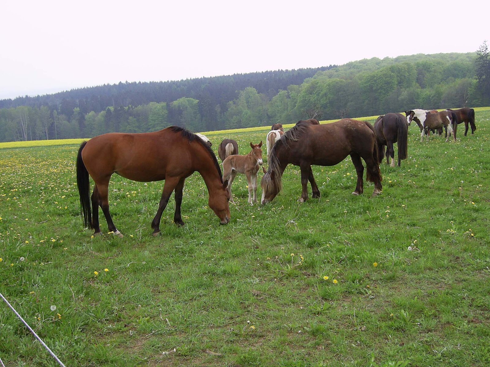 Pferde auf der Weide